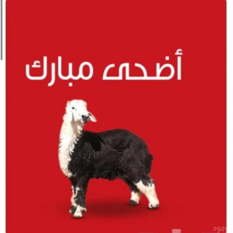 قصاب ماهر حي الياسمين 0َ533286100 حي الصحافة 