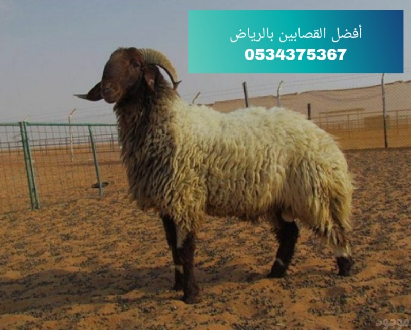 ارقام قصابين بالرياض 0534375367