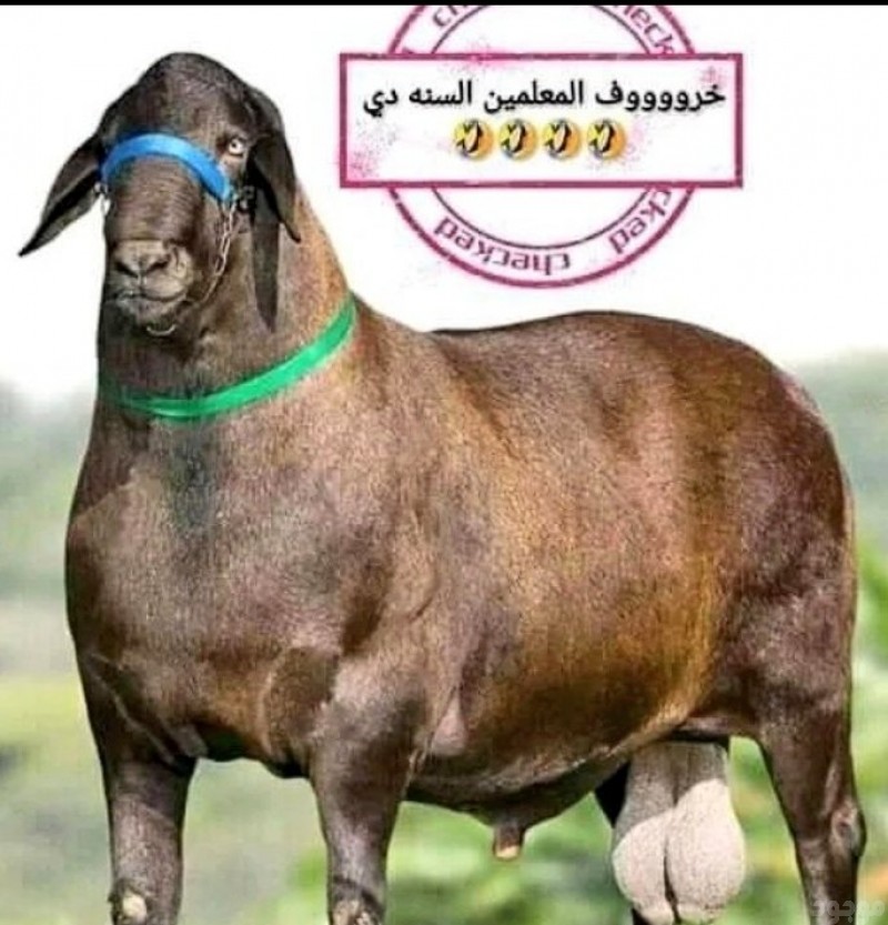 قصاب ماهر بالرياض 0501886564 حجز قصاب بالرياض 