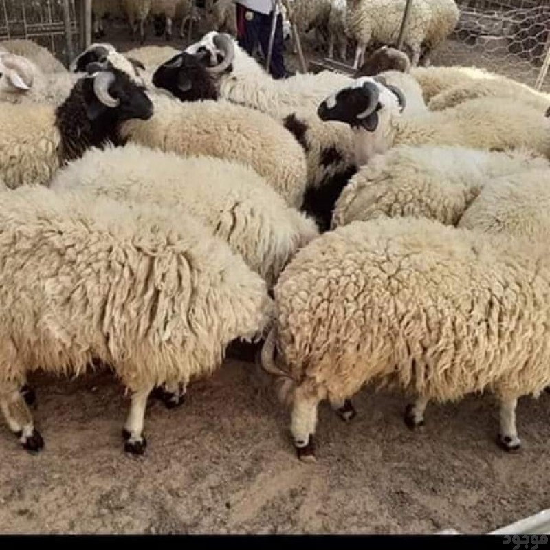 أفضل قصاب لزبح الأضاحي جزار بالرياض 0503559450