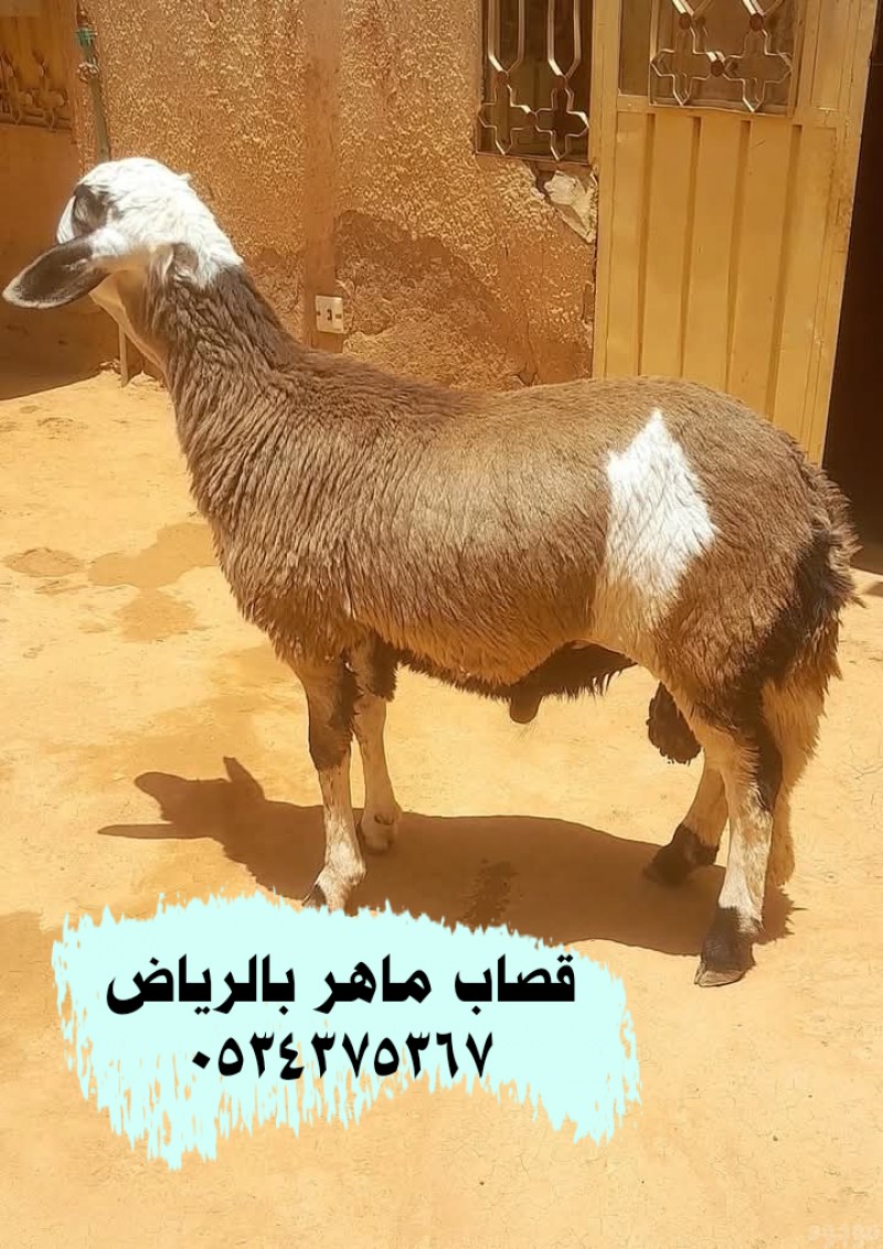 قصاب ذباح بالرياض 0534375367