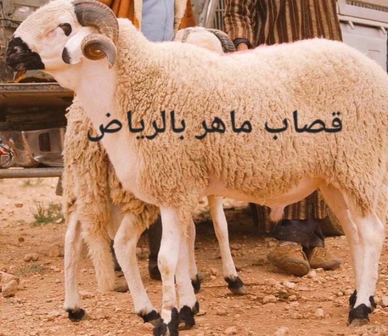 قصاب ماهر بالرياض 0551977610