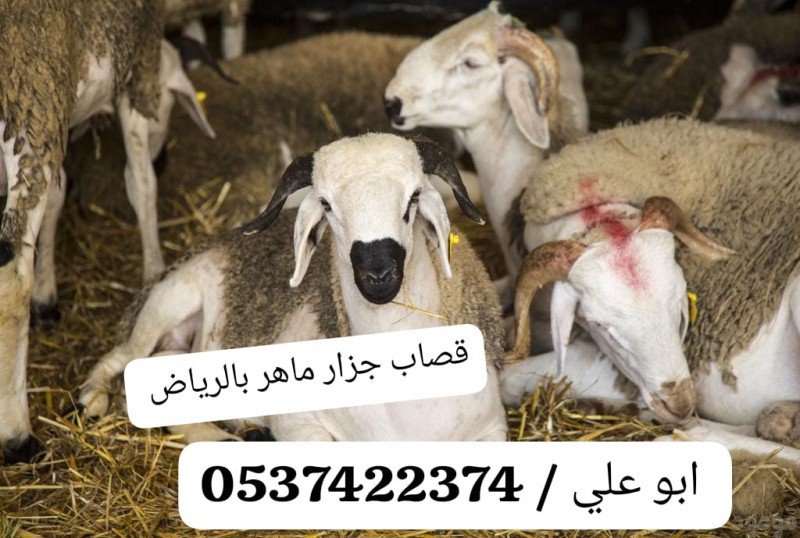 قصاب ماهر شمال الرياض 0537422374