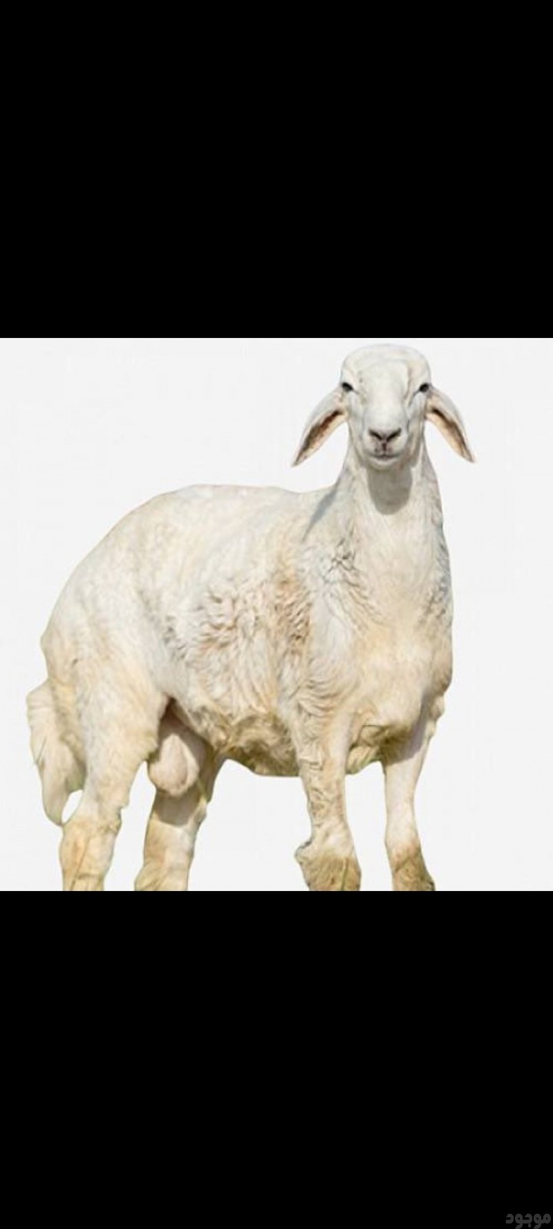 قصاب ماهر بالرياض 0540433026 قصاب سوداني بالرياض 