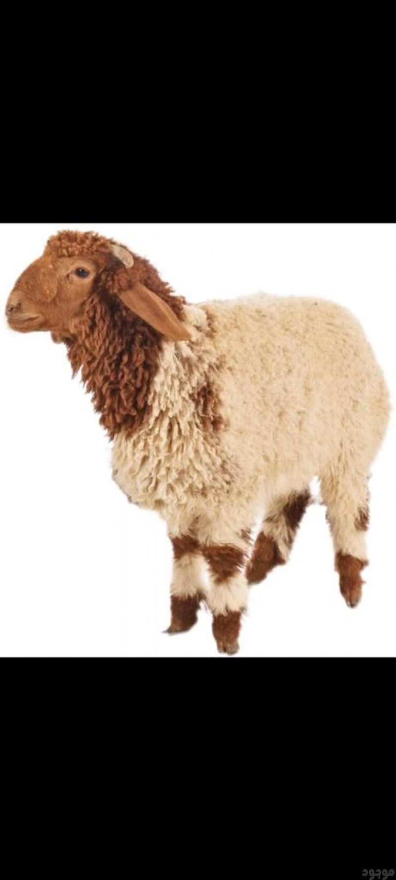 قصاب ماهر بالرياض 0540433026 قصاب سوداني بالرياض 