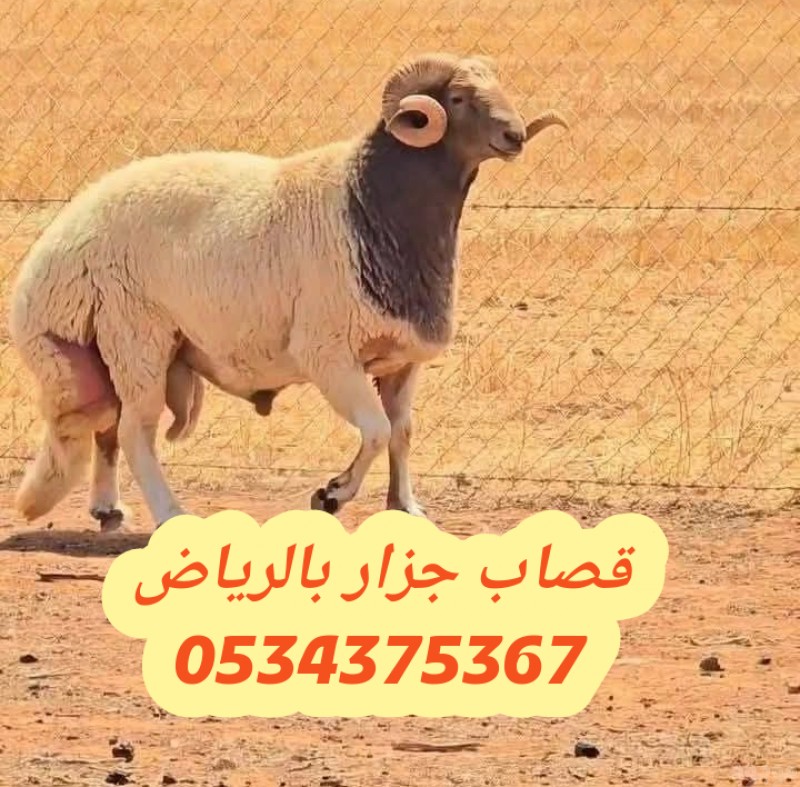 قصاب ماهر بالرياض 0534375367 جزار 