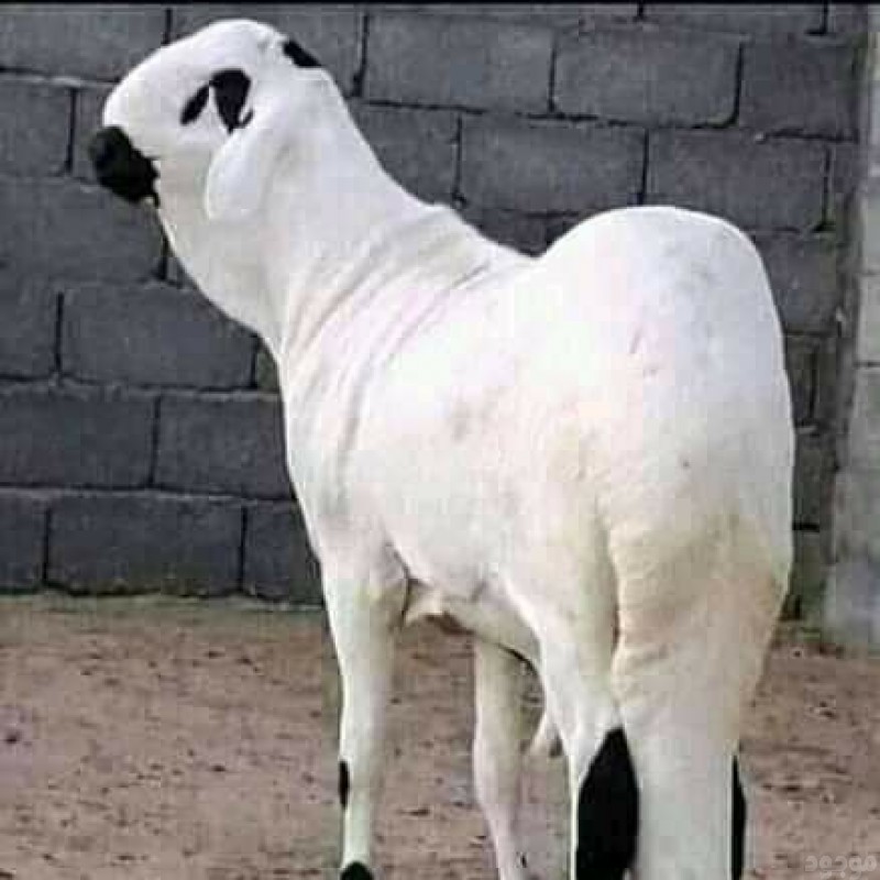 mojod