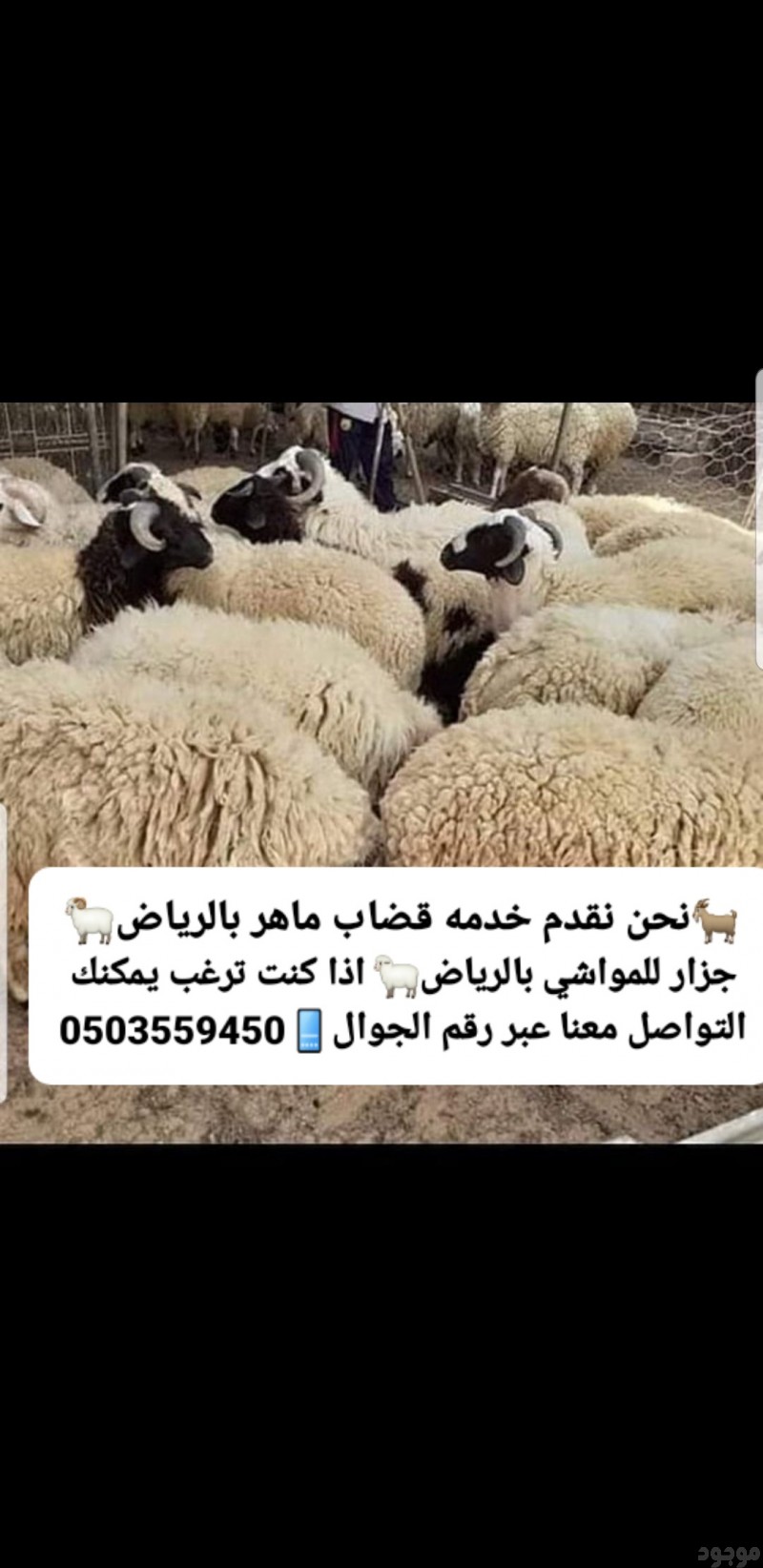 قصاب ماهر حي السويدي حي ظهرة البديعة 0َ503559450 قصابين جزارين 