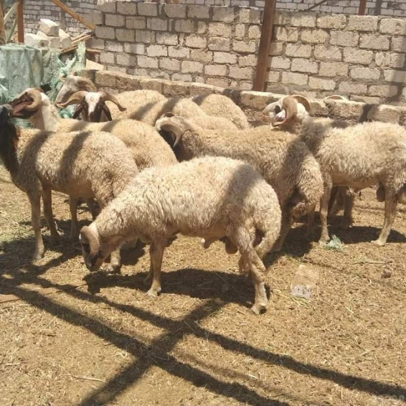 جزار قصاب زبايح بالرياض 0533286100 شمال الرياض